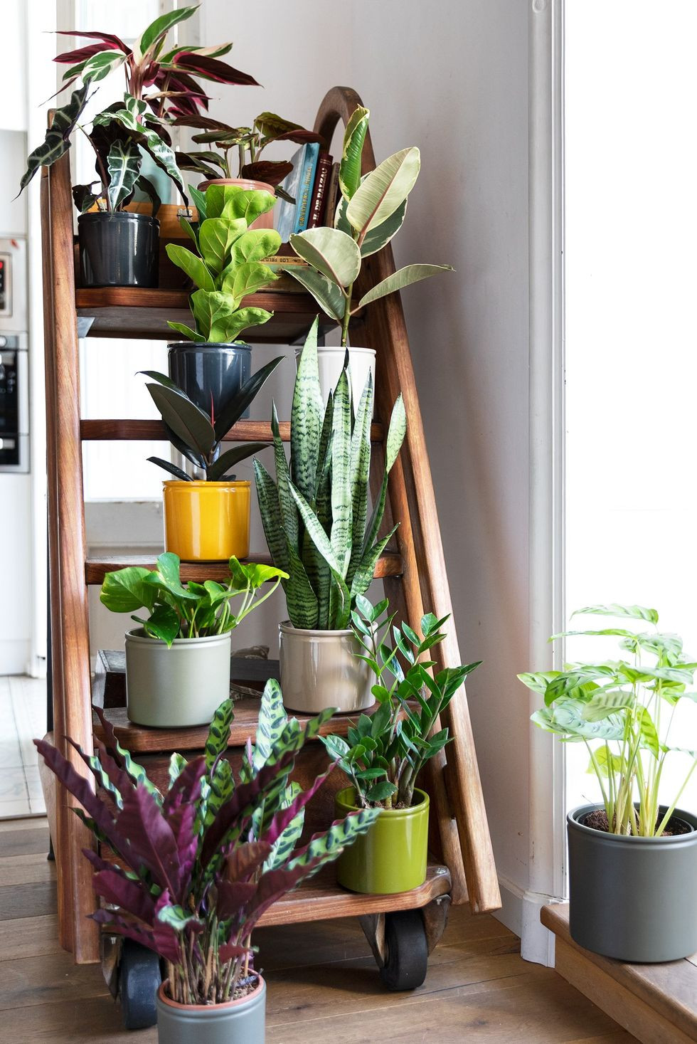 Rincon plantas de interior colvin jungle 1604409087