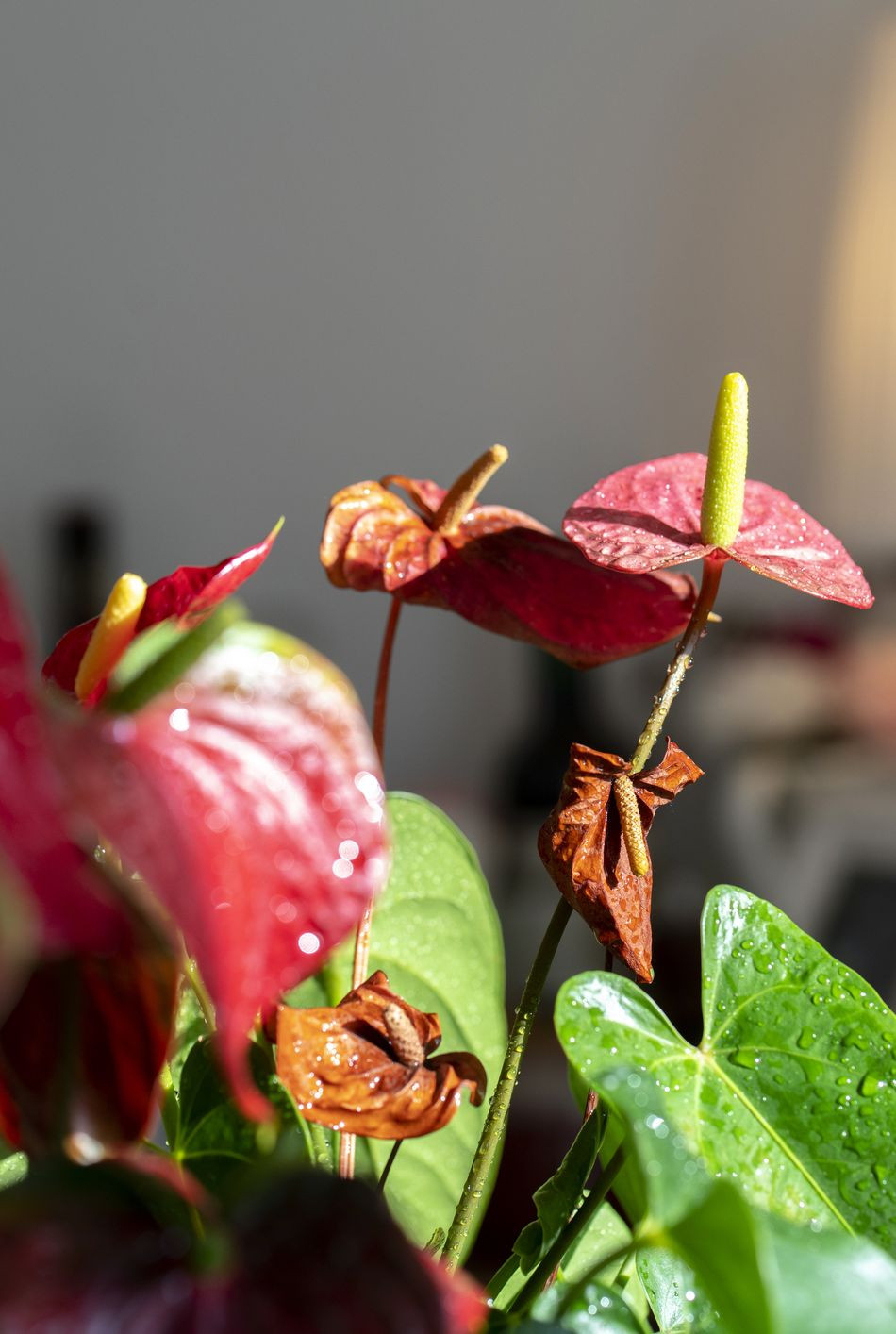 Blooming house plant in sunlight royalty free image 1591694929